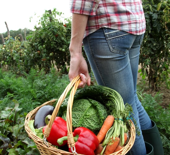 British farms ‘critically short’ of seasonal fruit and veg labour supply