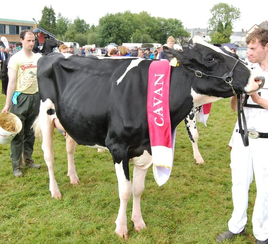 One week to go until the 75th annual Virginia Show