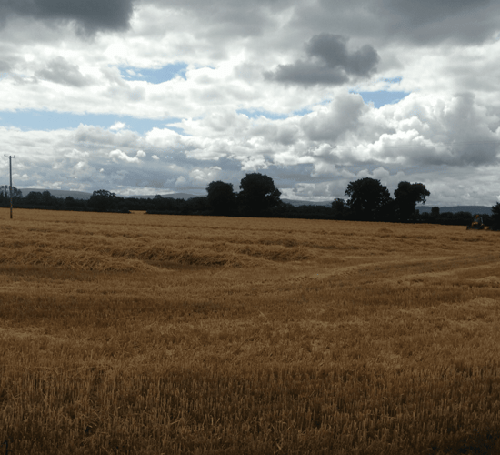 'Good crop yields and quality in Ireland; EU forecasts revised downwards'