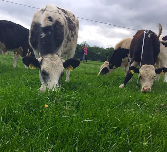 'Marketing additional beef volumes next year won't be hugely difficult'