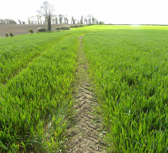 Here is the easiest way to control Black Grass in a direct drilling system