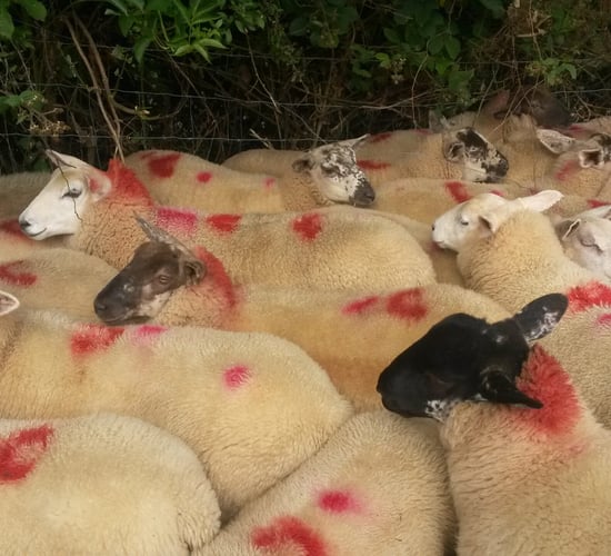 Wintry conditions fail to 'chill' lamb prices