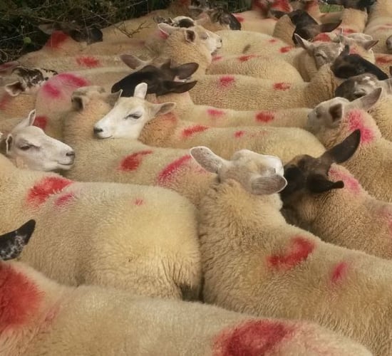UK consumers ditch lamb at Easter, sales drop by 12%