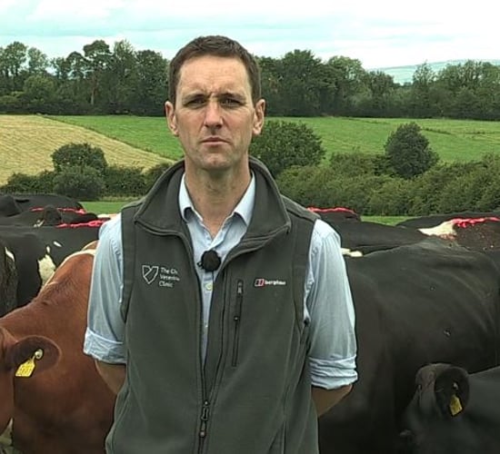 'IBR virus can cause a milk production loss of over 9kg'