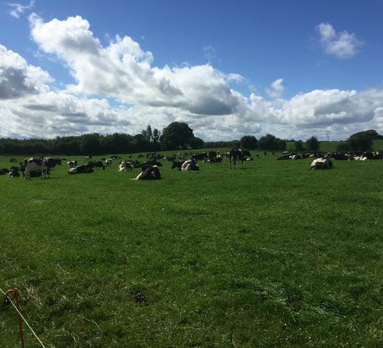 'Dairy farmers with plans to expand should be spending money on grass growth'