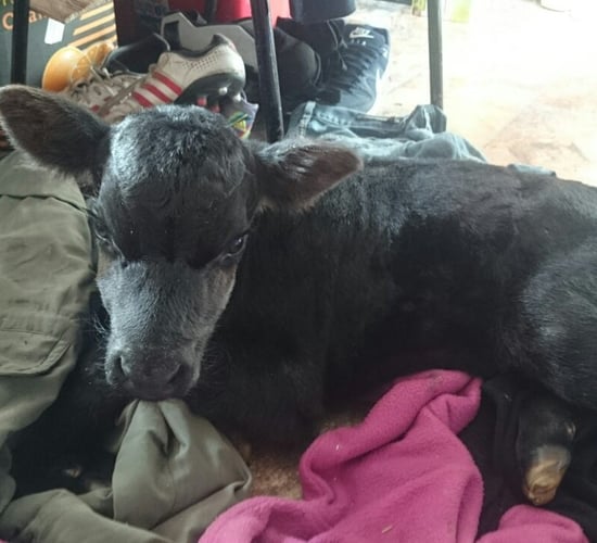 Maxi the premature Angus calf that only measured 59cm at birth!