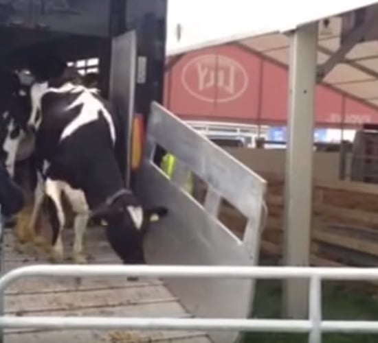 Video: Get a glimpse of behind the scenes at the Ploughing