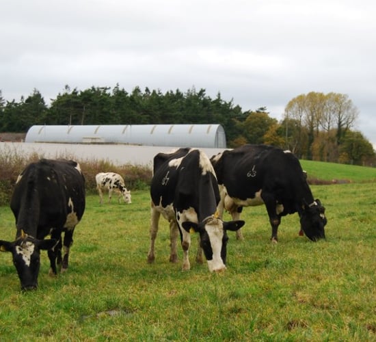 Poor milk price drives UK cow slaughterings up 13.8% in July