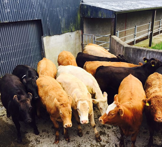 Factories treatment of heavy cattle to change later this month