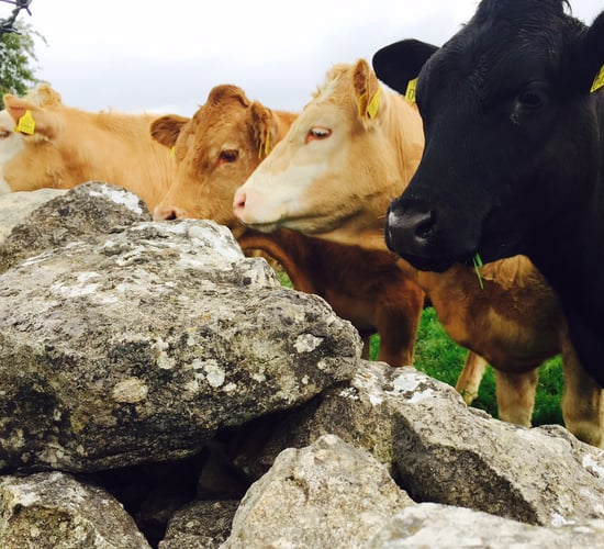 Weak euro drives sharp rise in cattle exports to Northern Ireland - Coveney