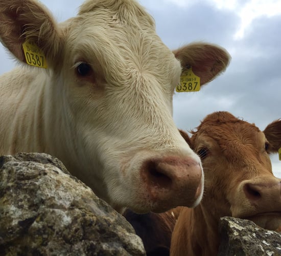 Beef industry: the facts and figures behind what the future holds