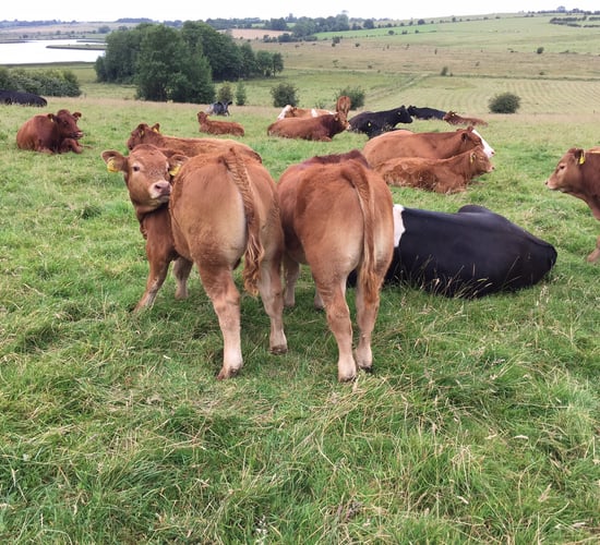 Department says only 2% of farmers have withdrawn from Genomics Scheme
