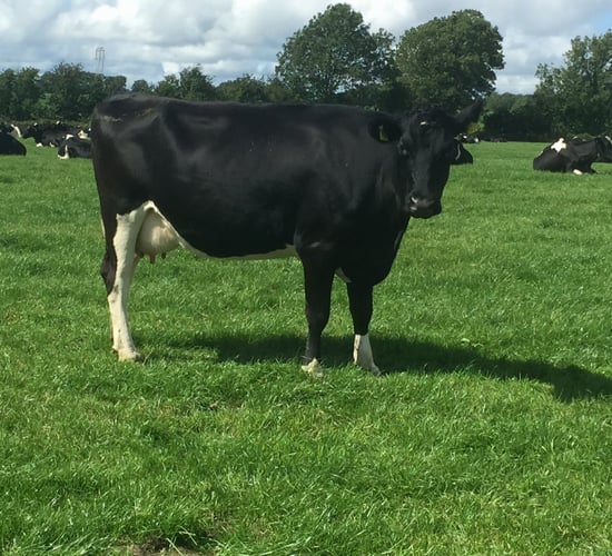 'Very good dairy farmers have little room to make cutbacks'