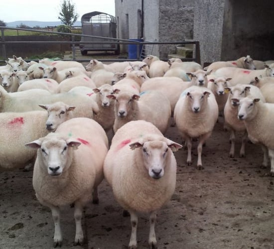 Pre-tupping nutrition - a targeted approach is best for your ewes