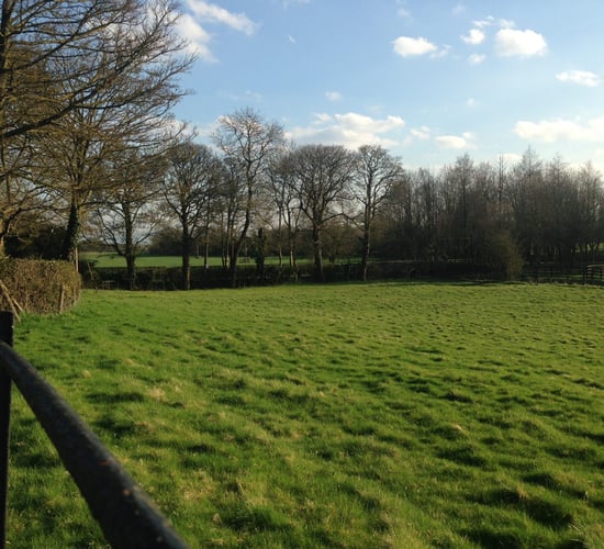7,500 trees to be planted by children in Roscommon under environmental initiative