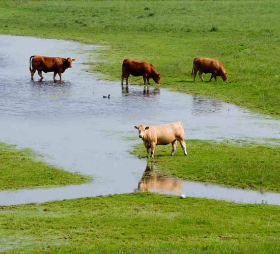 'Imminent risk of farm flooding' raised in Dáil