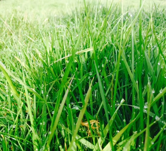 Spring grass may be lacking in a key element - But it's not N, P or K