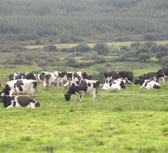 Dairy advice: Drier conditions see a return to grazing for some