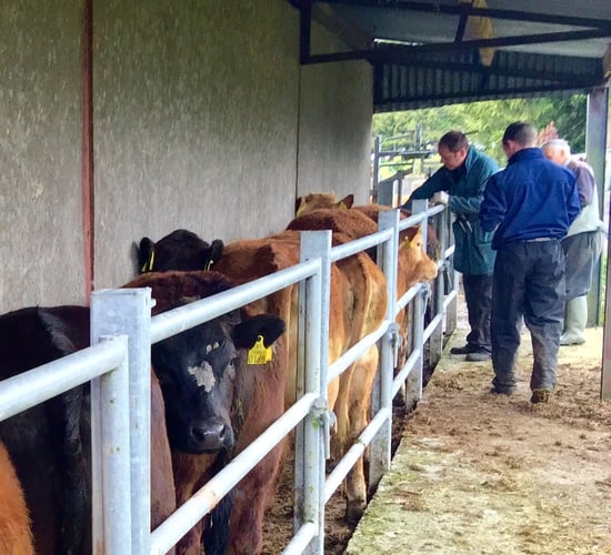 Are pre-movement tests for brucellosis still necessary?