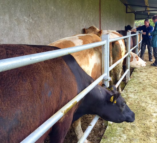 Pre-movement Brucellosis testing to end next week