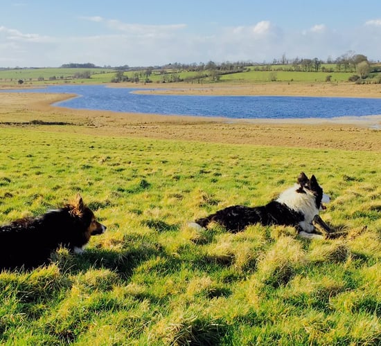 Farmers with designated land welcome announcement of new hen harrier scheme