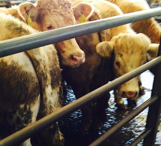 4 things you should know about a possible Farm Building Relocation Scheme
