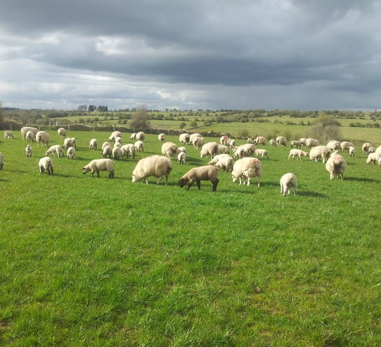 China lifts Schmallenberg virus ban for four EU Member States