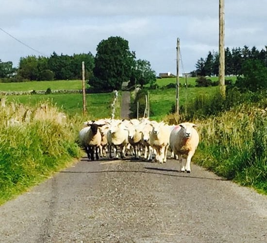 Discussion group payments on the way for sheep farmers