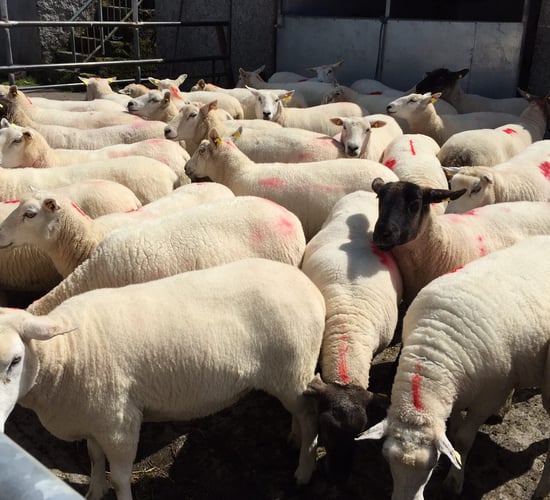 Four key elements to control liver fluke in sheep