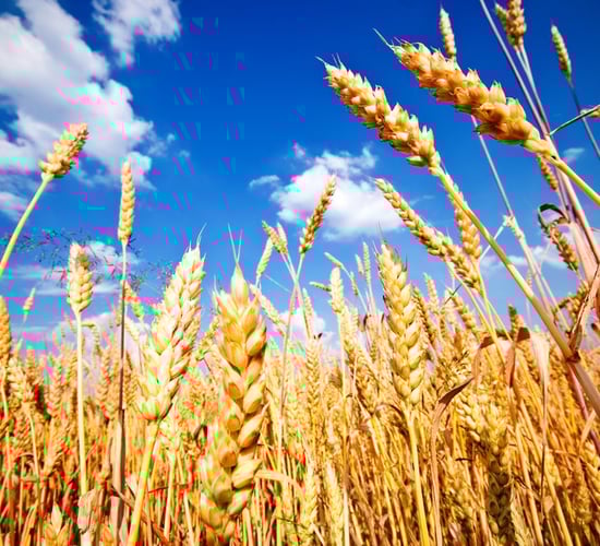 Grain price: Latest WASDE reports lower wheat supplies