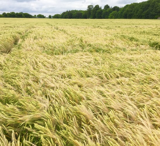 Tillage farmers asked to back malting barley proposals for 2017