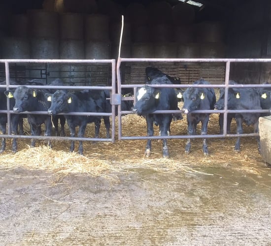 Winter feed costs can be reduced with more cost-effective ingredients - Teagasc