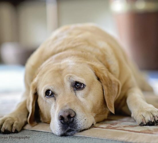 Coveney calls for illegal puppy trade to cease after dogs seized