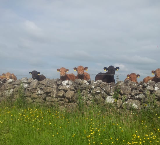 Organic farmers call for a relaxation of the annual certification process