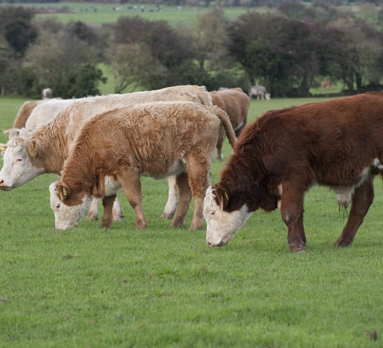 International market for grass-fed beef to increase in value - LMC
