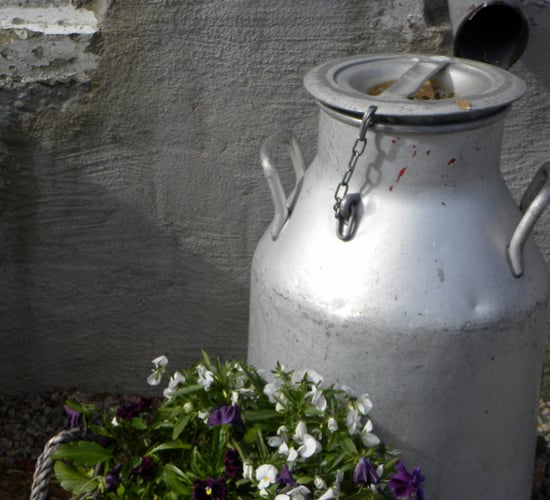 Glanbia holds its November milk price, while Carbery cuts its price