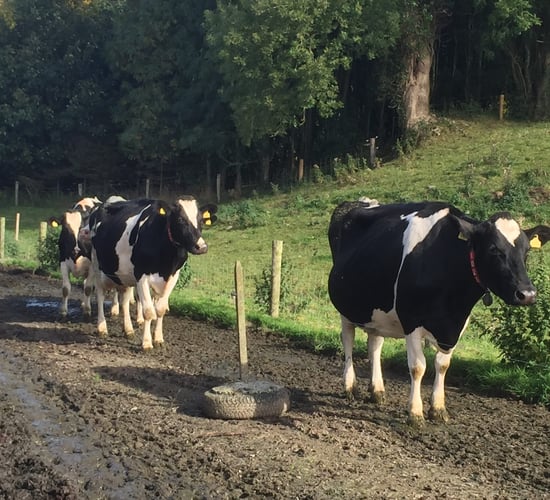 White line and sole bruising a huge risk as grazing kicks off