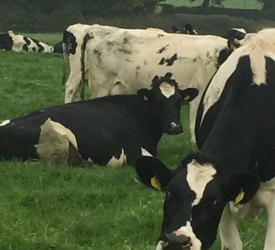 'Worms an increasing problem within dairy herds'