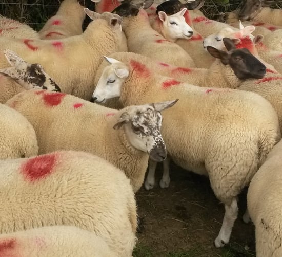 Lamb supplies tighten with a higher price paid for quality lambs