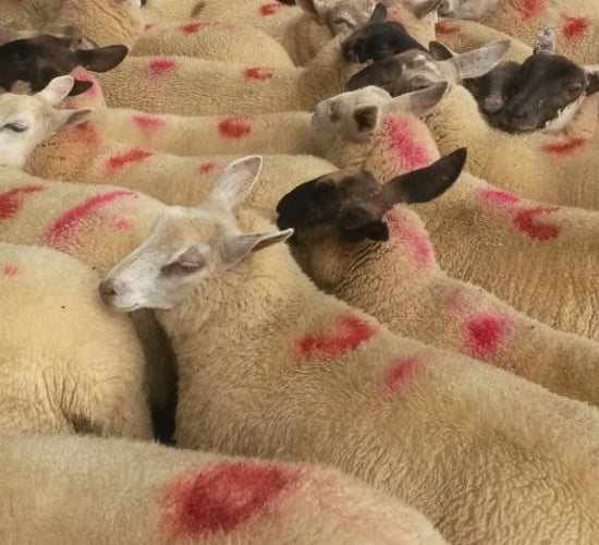6% fall in Northern Irish lamb imports in September