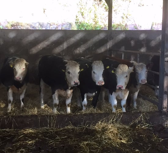 Ireland back in fifth on EU heifer price league table