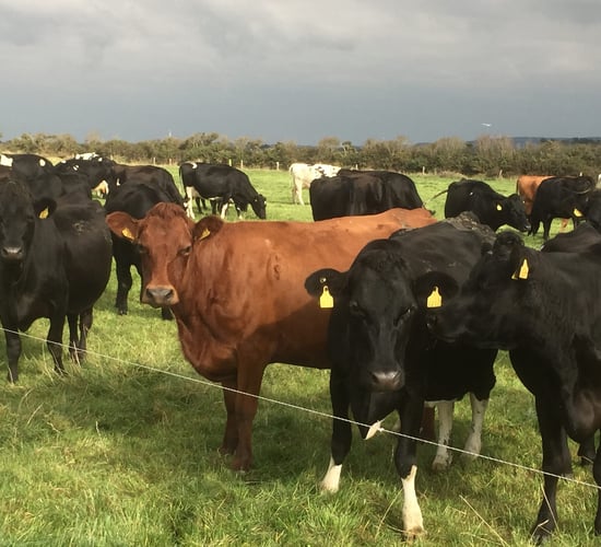 Former IFA Beef Chairman Michael Doran tells all about his move from beef to dairy