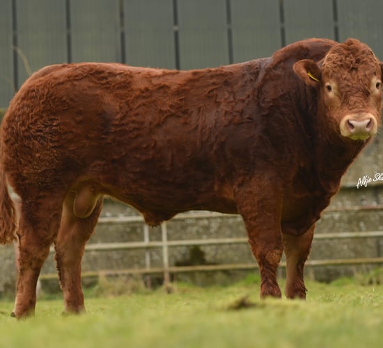 ICBF announces details of 20 new Gene Ireland bulls