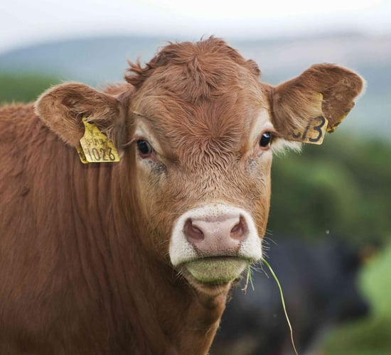 Anthrax disease responsible for death of cow in the UK