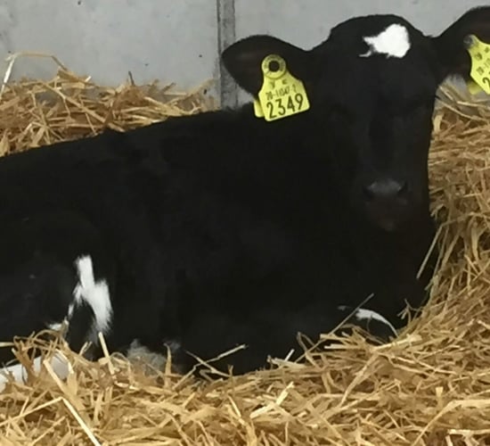 Over €300,000 in BVD support payments to issue 'shortly'