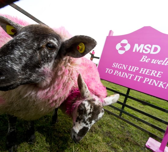 Farmers asked to pick up a paint brush to help raise cancer awareness