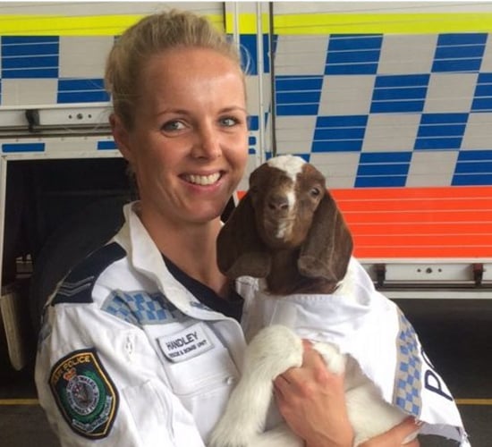 A goat has been made an honorary recruit of an Aussie bomb squad