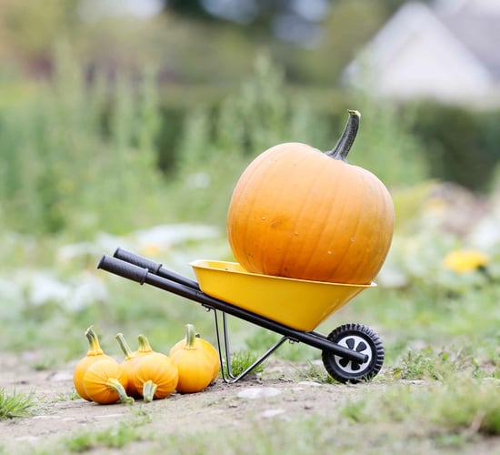 Sales of pumpkins up 32% on last year