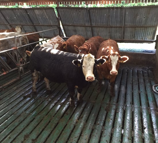 Can floor type and animal space affect cattle performance indoors?
