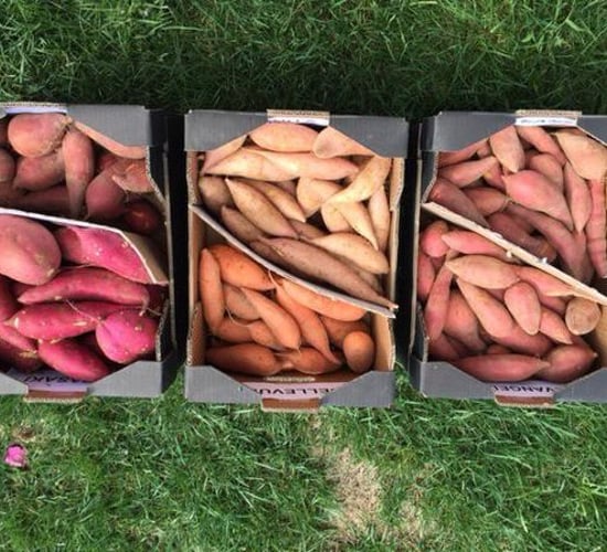Nursery hopes to have first Irish crop of sweet potatoes next year